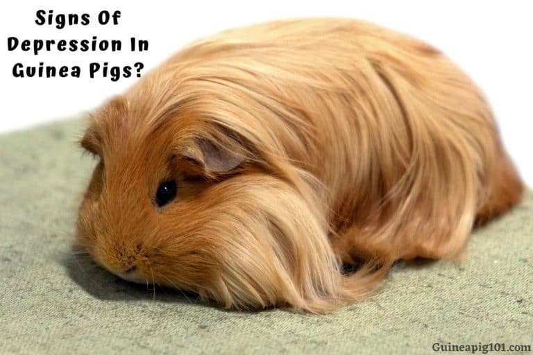 Signs Of Depression In Guinea Pigs?
