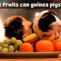 What fruits can guinea pigs eat