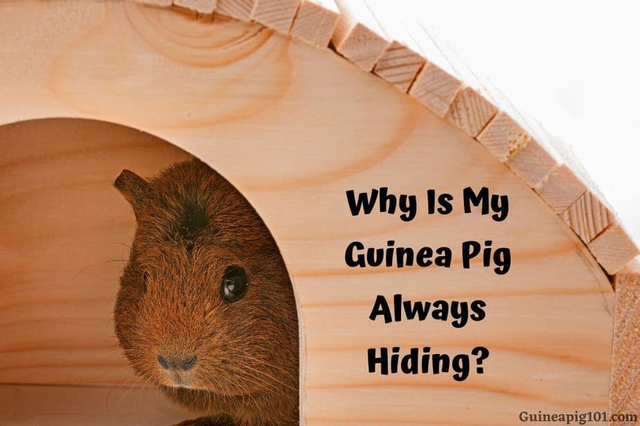 Why Is My Guinea Pig Always Hiding? (Reasons & What To Do)