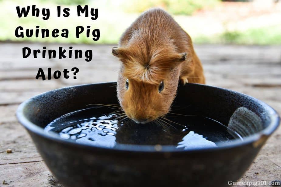 Why Is My Guinea Pig Drinking So Much?