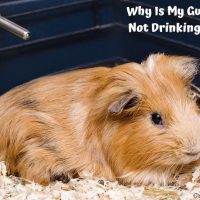Guinea Pig Not Drinking Water
