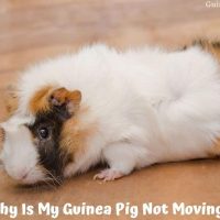 Guinea Pig Not Moving