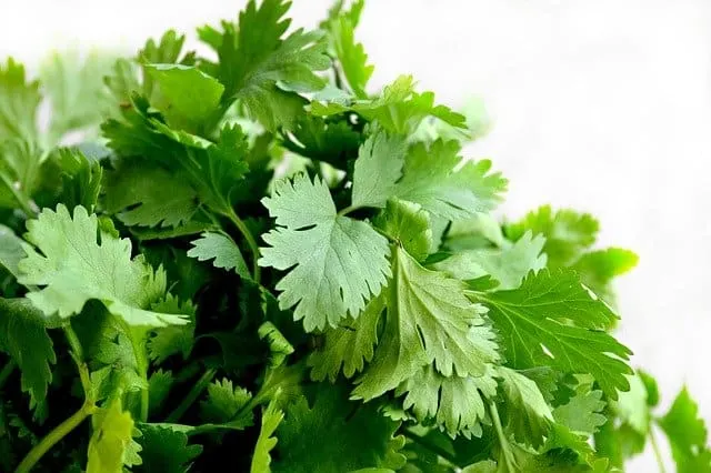 Is cilantro bad for guinea pigs?