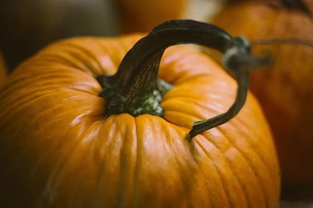 Can guinea pigs eat pumpkin stems?