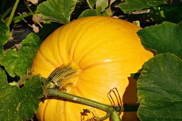 Can guinea pigs eat pumpkin leaves?