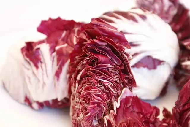 Can guinea pigs eat radicchio lettuce every day?