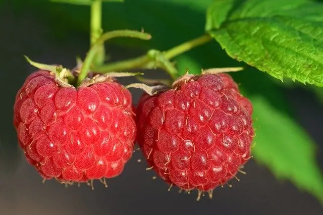 Nutrition in raspberries?