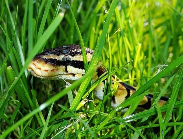 Tips to protect guinea pigs from snake