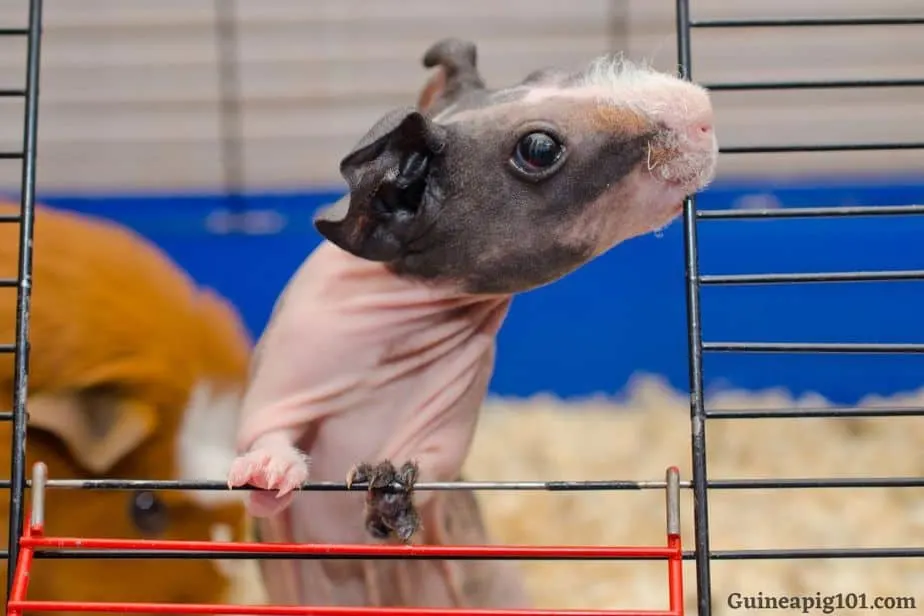 Can guinea pigs chew on metal