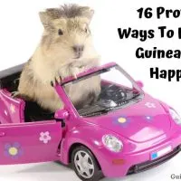 Keep A Guinea Pig Happy
