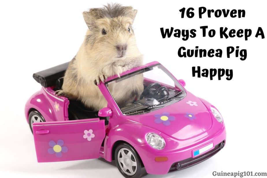 16 Proven Ways To Keep A Guinea Pig Happy