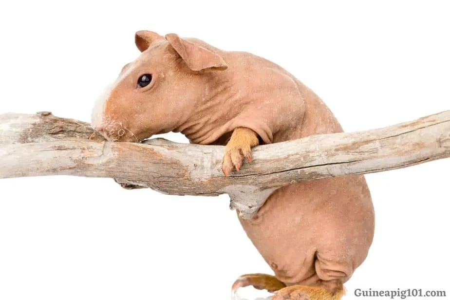 Is it ok for guinea shop pigs to chew on cardboard