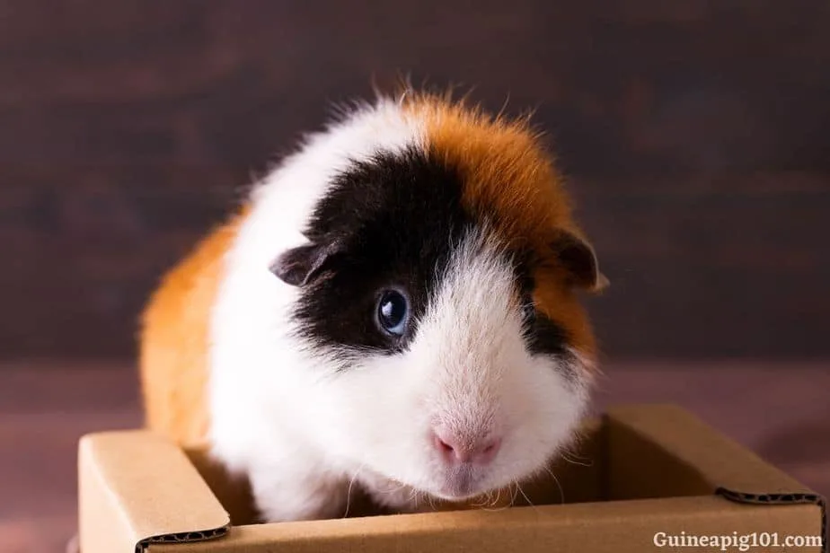 Can guinea pigs chew on cardboard?