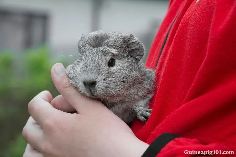 How to pick up a guinea pig?