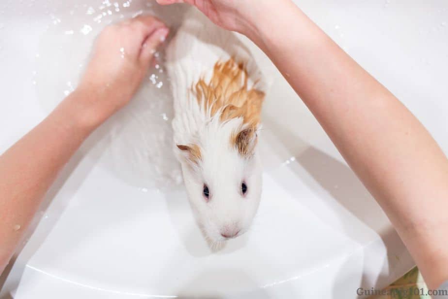 Bathing your guinea pigs