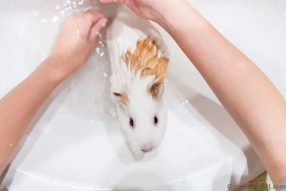 Bathing your guinea pigs
