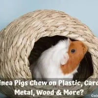 Can Guinea Pigs Chew on Plastic, Cardboard, Metal, Wood & More