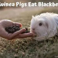 Can Guinea Pigs Eat Blackberries