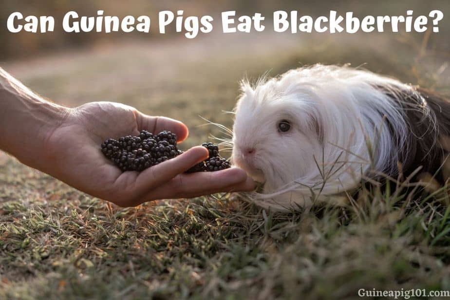 Can Guinea Pigs Eat Blackberries? (Hazards, Serving Size & More)