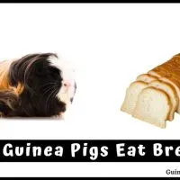 Can Guinea Pigs Eat Bread