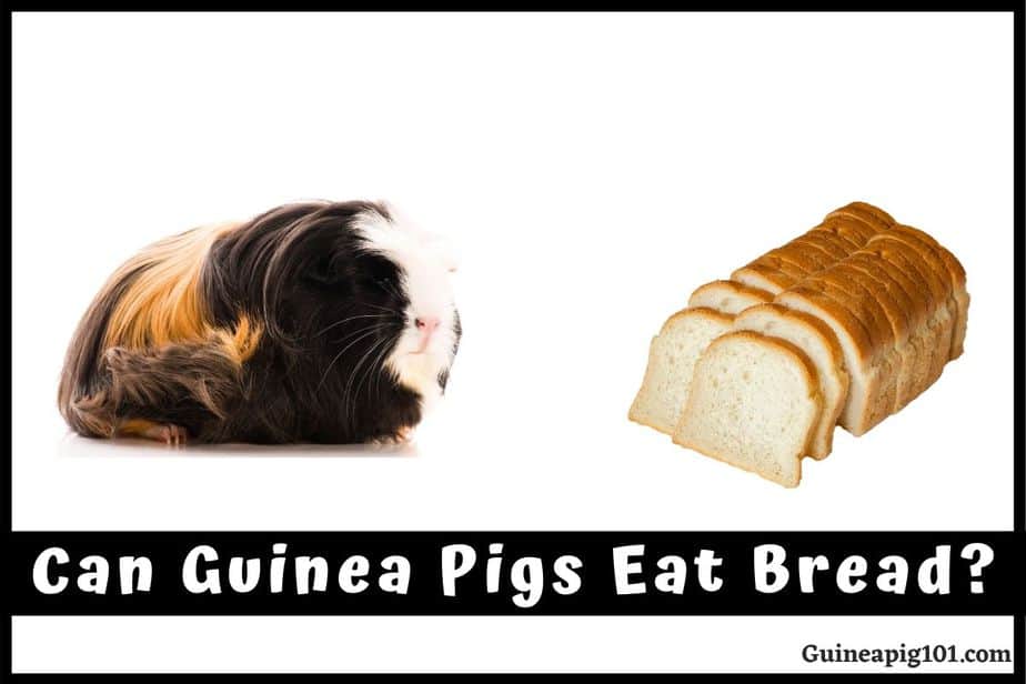 Can Guinea Pigs Eat Bread?