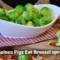 Can Guinea Pigs Eat Brussel Sprouts