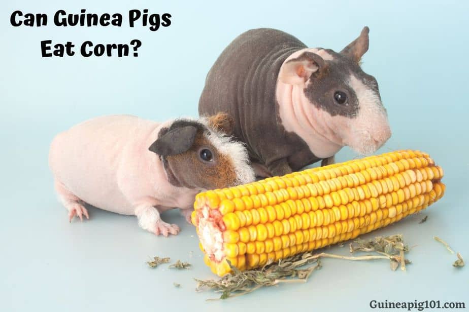 Can Guinea Pigs Eat Corn? (Corn on the cob, Husk, Leaves, & More)