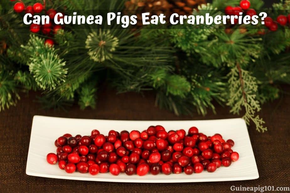 Can Guinea Pigs Eat Cranberries? (Hazards, Serving Size & More)