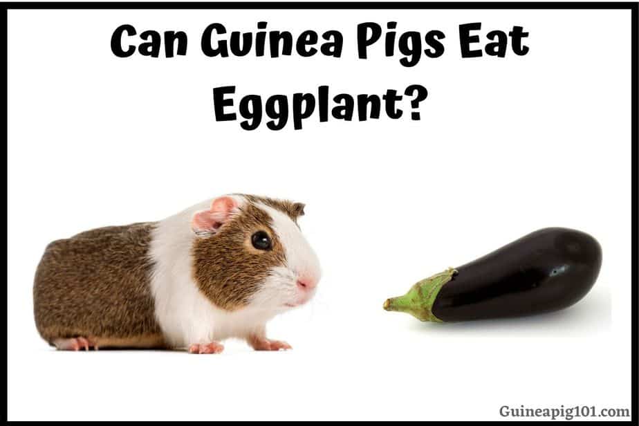 Can Guinea Pigs Eat Eggplant? (Nutrition, Serving Size, Hazards & More)