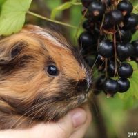 Can Guinea Pigs Eat Elderberries? (Hazards, Serving Size & More)