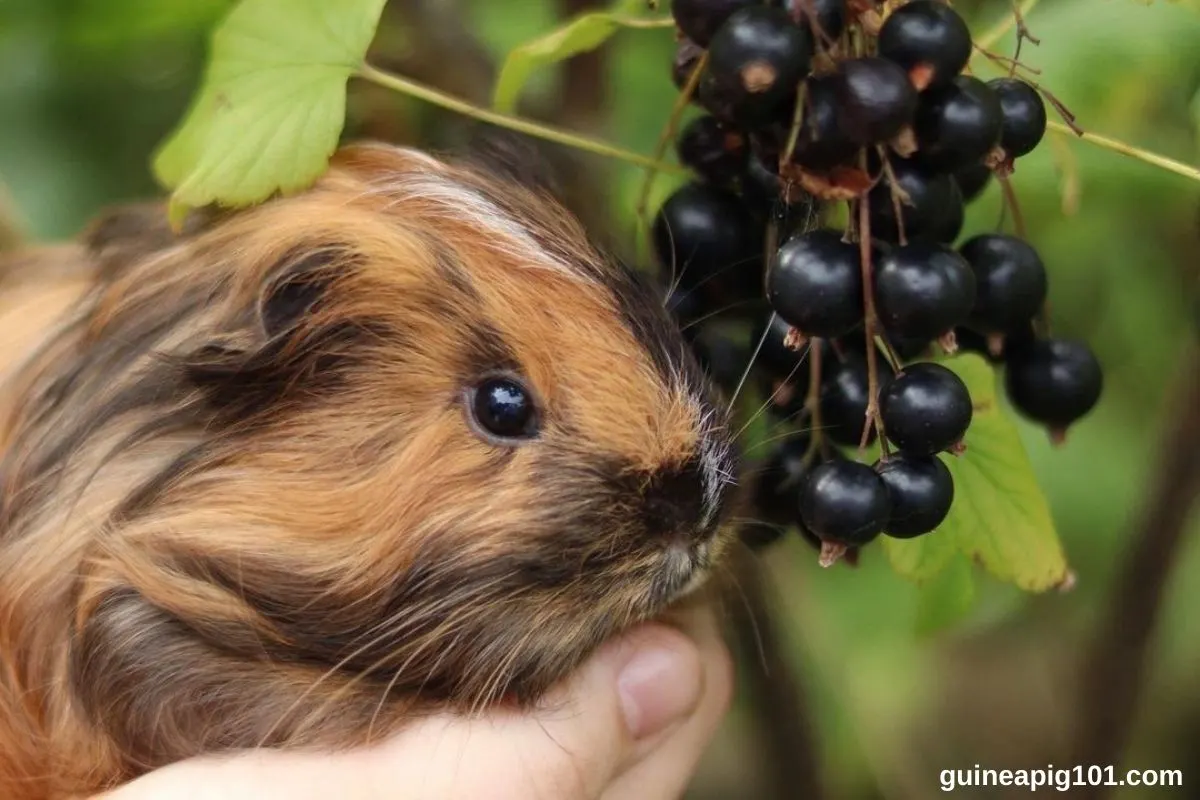 Can Guinea Pigs Eat Elderberries? (Hazards, Serving Size & More)