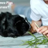 Can Guinea Pigs Eat Grass