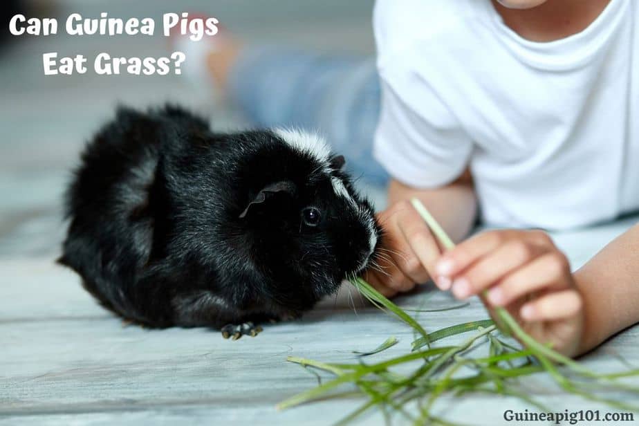 Can Guinea Pigs Eat Grass? (Hazards, How Much & More)