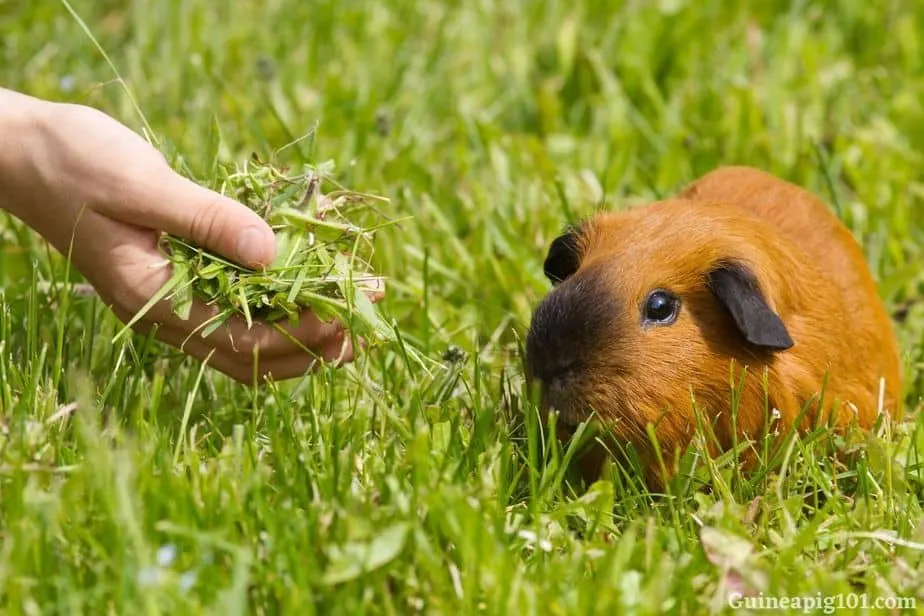 Are guinea pigs allowed grass clippings?