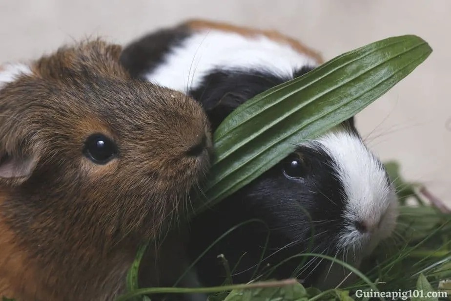 How much grass can we feed to our guinea pigs?