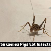 Can Guinea Pigs Eat Insects