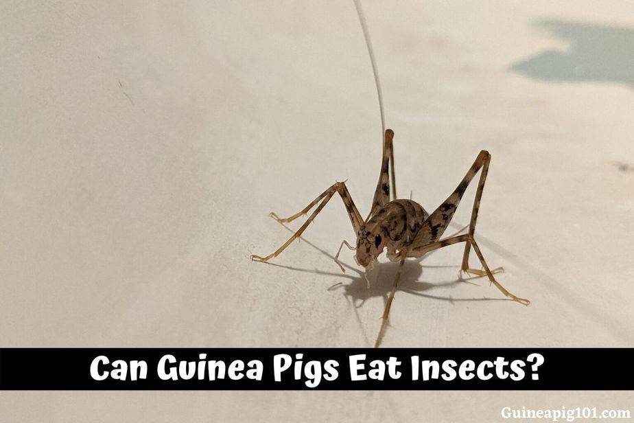 Can Guinea Pigs Eat Insects: By Mistake (Ant, Spiders, Crickets & More)