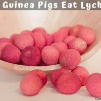 Can Guinea Pigs Eat Lychee