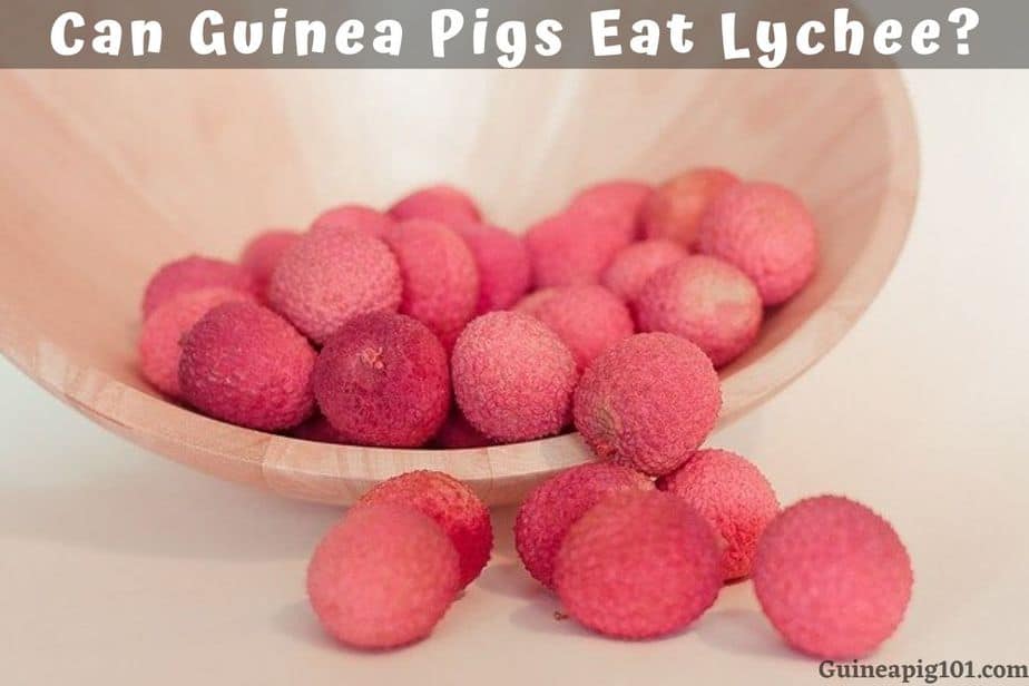 Can Guinea Pigs Eat Lychee? (Hazards, Serving Size & More)