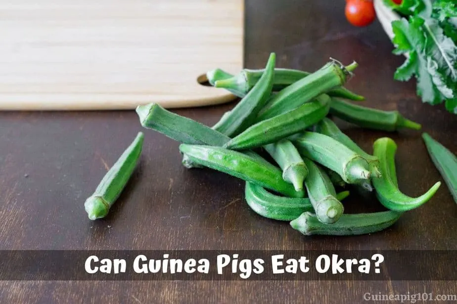 Can guinea 2025 pigs eat okra