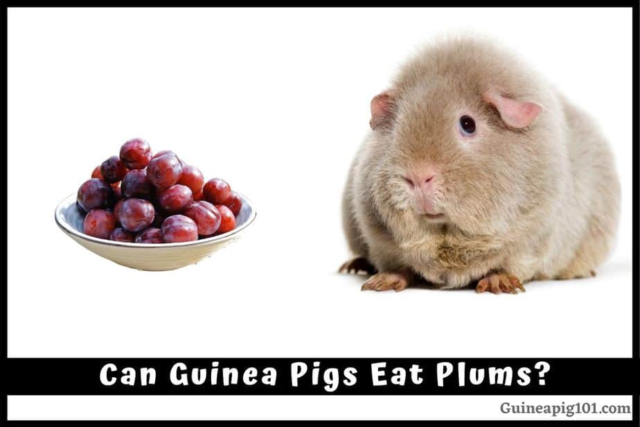 Can Guinea Pigs Eat Plums? (Hazards, Serving Size & More)