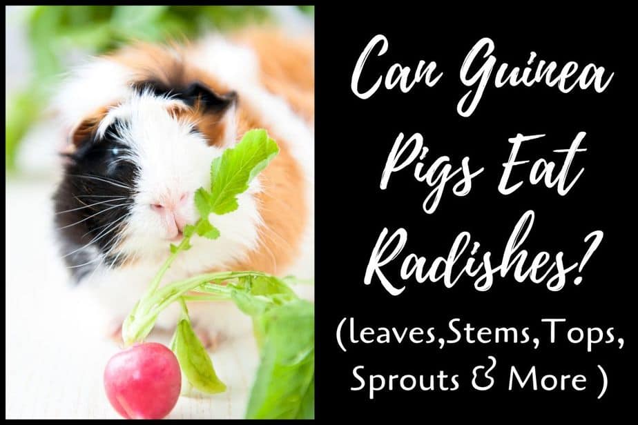 Can Guinea Pigs Eat Radishes? (Hazards, Serving Size & More)