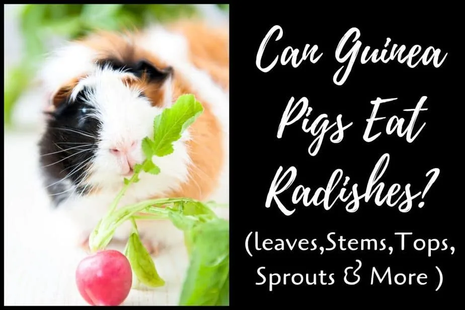 Guinea pigs outlet eat radishes