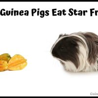 Can Guinea Pigs Eat Star Fruit