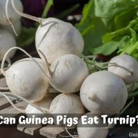 Can Guinea Pigs Eat Turnip