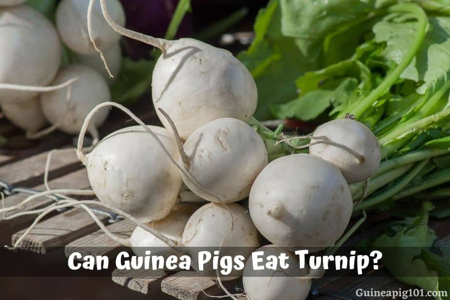 Can Guinea Pigs Eat Turnip? (Hazards, Serving Size & More)