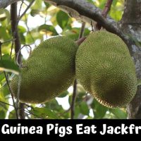 Can Guinea Pigs Eat Jackfruit