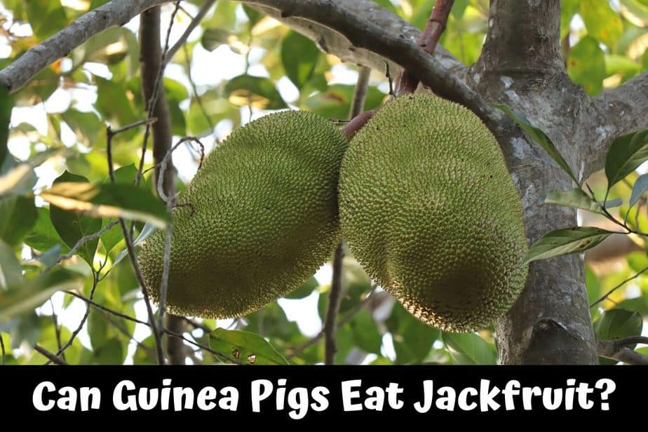 Can Guinea Pigs Eat Jackfruit? (Hazards, Serving size & more)