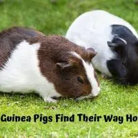 Can Guinea Pigs Find Their Way Home