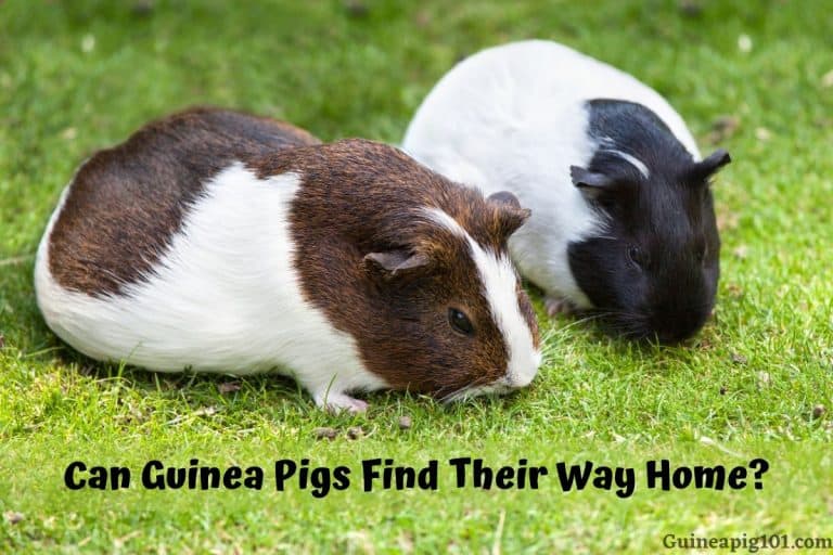 Can Guinea Pigs Find Their Way Home? (Looking For Lost Guinea Pig)